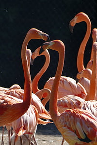 flock of flamingos thumbnail