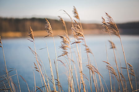 Dried grass near the lake thumbnail