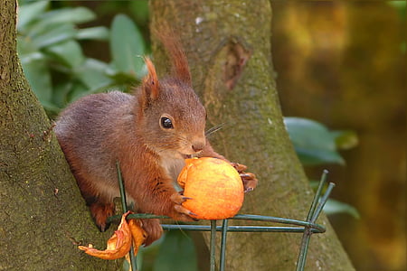 squirrel on tree holding acorn thumbnail