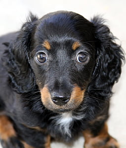 selective focus photography of black and tan spaniel puppy thumbnail