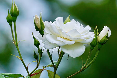 white roses in bloom at daytime thumbnail