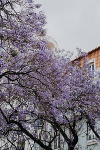 Purple Jacaranda trees. At Avenida Dom Carlos I, Lisbon, Portugal thumbnail