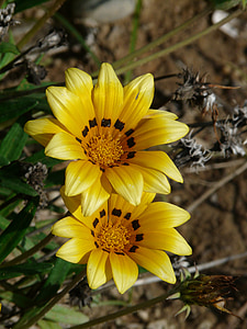 two yellow flowers shallow focus photography thumbnail