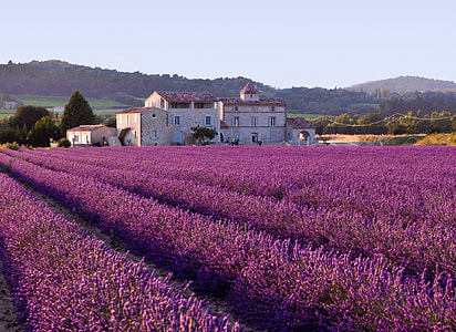 lavender flowers field near a concrete house at daytime thumbnail