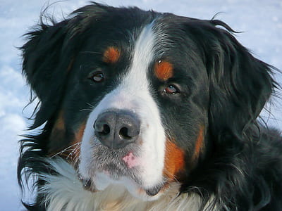 close-up photo of long-coated black and white dog during daytime thumbnail