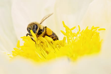 petals, blur, flower, bee thumbnail