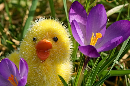 close-up photography of yellow duck plush toy beside purple crocus flowers during daytime thumbnail