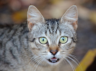 selective focus photography of silver tabby cat thumbnail