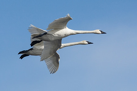 two white swans flying during daytime thumbnail