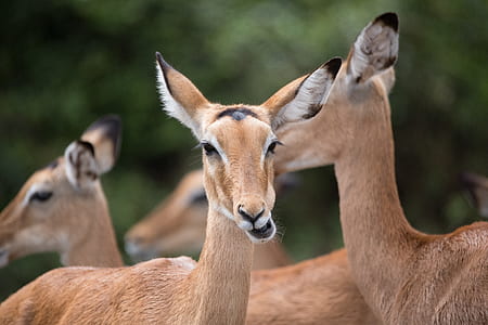antelope, impala, animal, mammal thumbnail