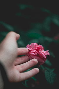 person touching pink flower thumbnail