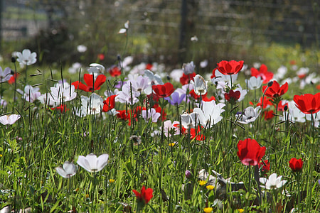 selective focus photo of white and red petaled flowers thumbnail