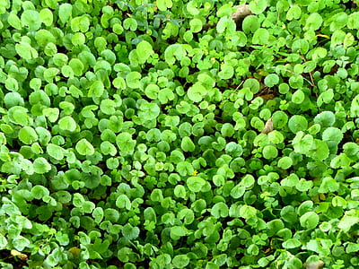 selective focus photo of a green leaf plants thumbnail