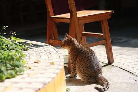Brown and Gray Cat Near Wooden Chair on Daytime thumbnail