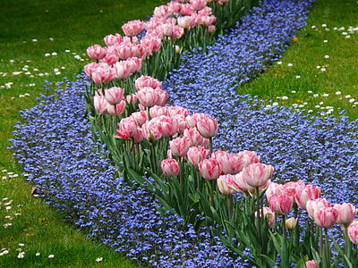 close-up photo of white-and-pink tulip flowers near purple flowers at daytime thumbnail