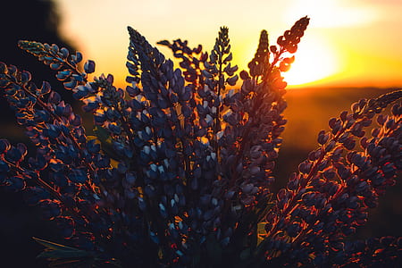 wheat field under sunset thumbnail