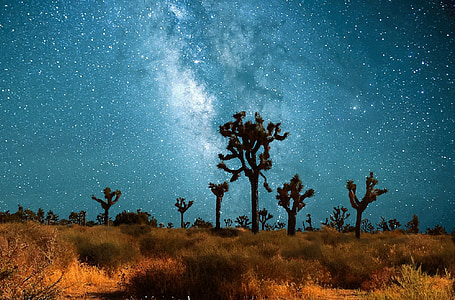 trees and grass on nighttime sky with stars thumbnail