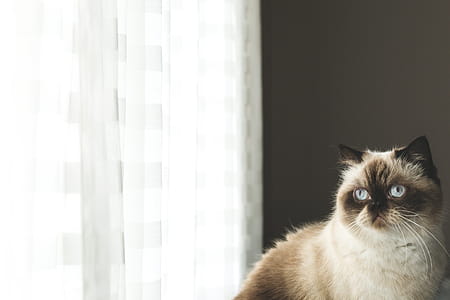 Blue Eyed Persian Cat By Window Photo thumbnail