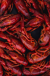 Crayfish on a blue plate thumbnail