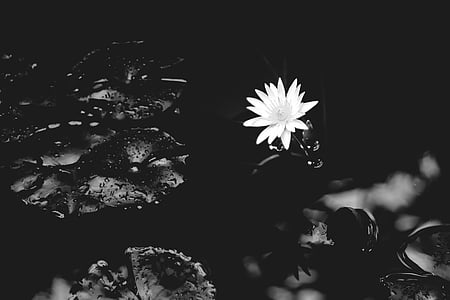 selective color of white petaled flower thumbnail