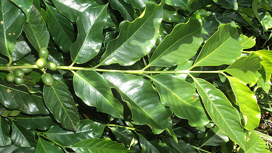 green coffee leaves close-up photo thumbnail