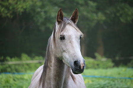white horse thumbnail