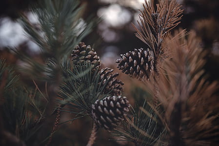 selective focus photography of brown conifer cones thumbnail
