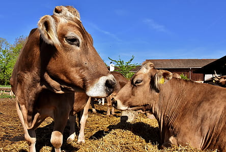 herd of cows on grass field thumbnail