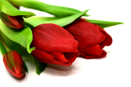 photography of red tulips thumbnail