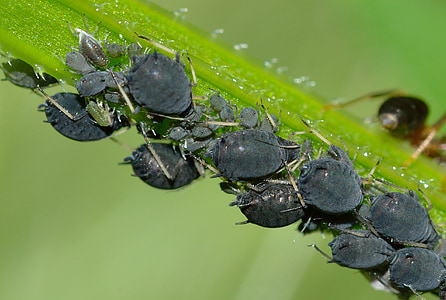 closeup of black insect lot thumbnail