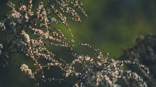 Close Up Photo of Tree Branches thumbnail