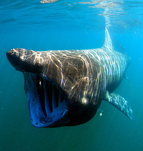 Basking Shark - Cetorhinus maximus thumbnail