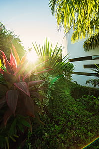 light, landscape, nature, sun thumbnail