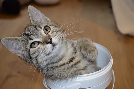 brown tabby kitten thumbnail