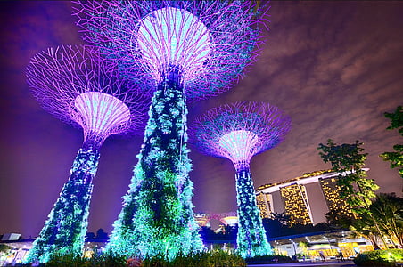 lighted trees at the park during night time thumbnail