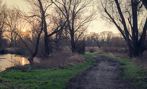 pathway bare tree beside body of water thumbnail