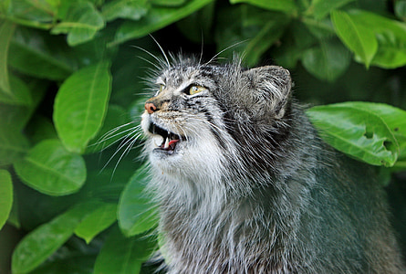 gray cat thumbnail