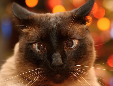 brown Siamese cat thumbnail
