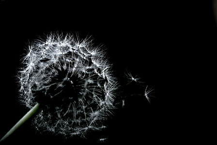 white dandelion flower close up photo with dark backgroud thumbnail
