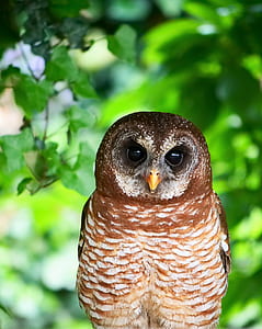 selective-focus photo of brown owl thumbnail