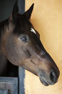 closeup photo of brown and white horse thumbnail