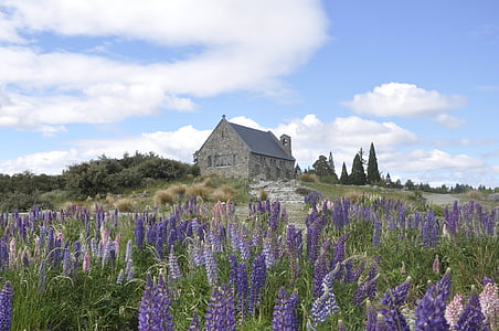 purple flowers thumbnail