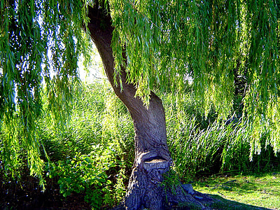green leafed tree planted on lawn thumbnail