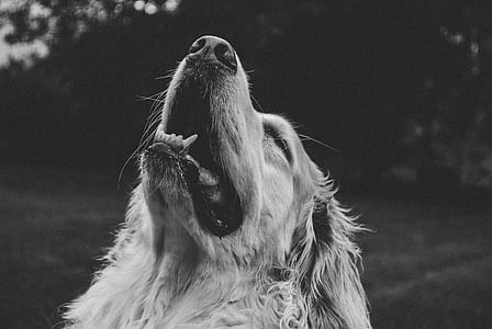 grayscale photo of adult golden retriever thumbnail