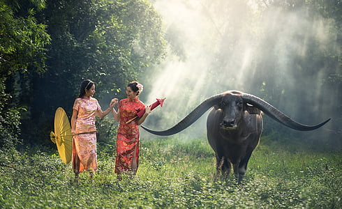 two woman walking with black water buffalo thumbnail