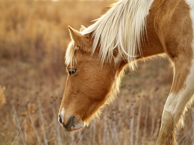 animals, horse, grazing, animal photography thumbnail
