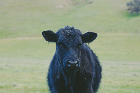 black cattle on green grass open field at daytime thumbnail