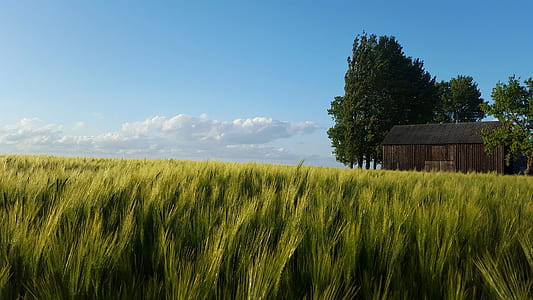 barn beside trees under clear sky thumbnail