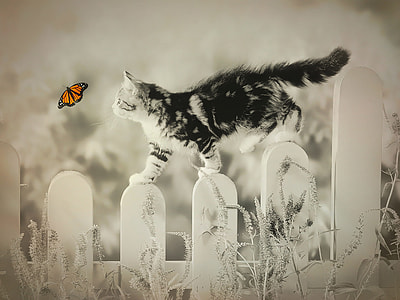 black and white tabby kitten walking on the house fence try to catch the butterfly painting thumbnail