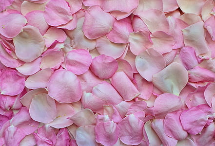 pile of pink rose petals thumbnail